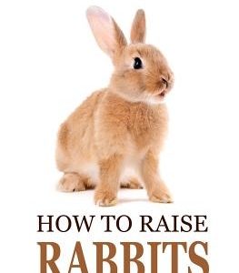 How to Raise Rabbits
