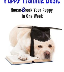 Puppy Training Basic: House-Break Your Puppy in One WEEK - Train Your Family Dog in One WEEK