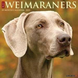Just Weimaraners 2023 Wall Calendar