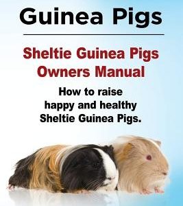 Sheltie Guinea Pigs. Sheltie Guinea Pigs Owners Manual. How to raise happy and healthy Sheltie Guinea Pigs.