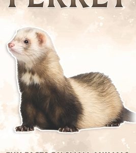 Ferret: Fun Facts on Small Animals #7