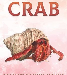 Hermit Crab: Fun Facts on Small Animals #9