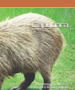 Capybara: Everything You Need To Understand About Capybara