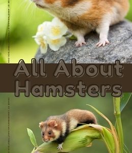 All About Hamsters