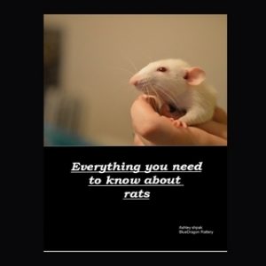 Everything you need to know about rats