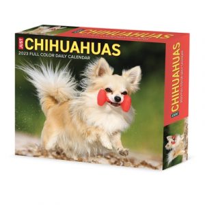 Chihuahuas 2023 Box Calendar