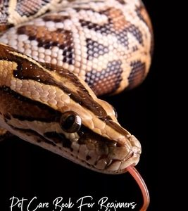Pet Care Book For Beginners How To Raise Ball Python As A Pet: Ball Pythons For Novices