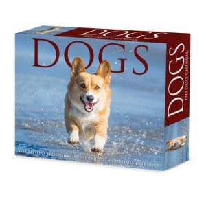 Dogs 2023 Box Calendar