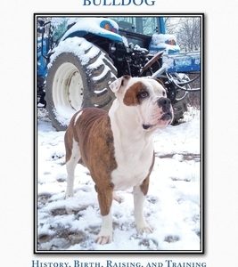 Alapaha Blue Blood Bulldog: History, Birth, Raising, and Training