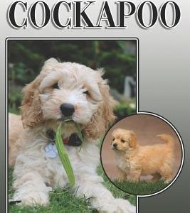 The Cockapoo: A Complete and Comprehensive Owners Guide To: Buying, Owning, Health, Grooming, Training, Obedience, Understanding and