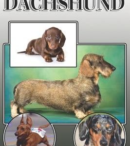The Dachshund: A Complete and Comprehensive Owners Guide to: Buying, Owning, Health, Grooming, Training, Obedience, Understanding and