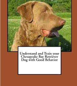 Understand and Train your Chesapeake Bay Retriever Dog with Good Behavior