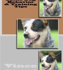 Australian Cattle Dog Behavior & Training Tips