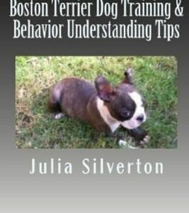 Boston Terrier Dog Training & Behavior Understanding Tips