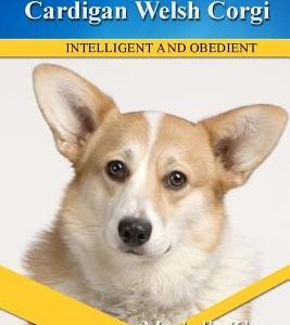 Cardigan Welsh Corgi: Divine Dogs Online