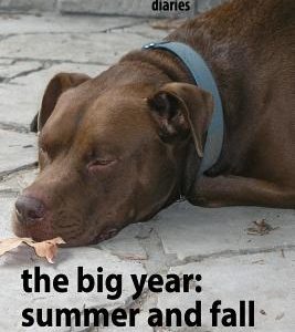 The Big Year - Summer and Fall