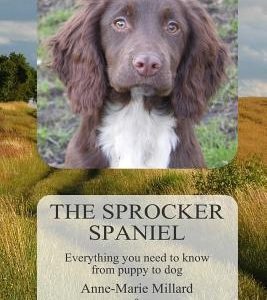 The Sprocker Spaniel: Everything you need to know from puppy to dog