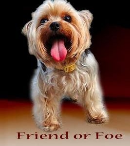 What Is It About Yorkies: Friend or Foe