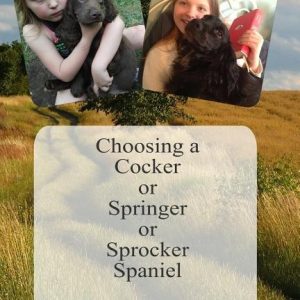 Choosing a Cocker or Springer or Sprocker Spaniel: Working Spaniels - for pets, company, work and fun.