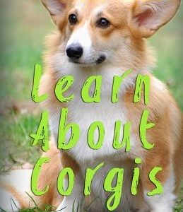 Learn About Corgis