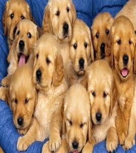Breeding Puppies: How to Make Money Breeding Puppies