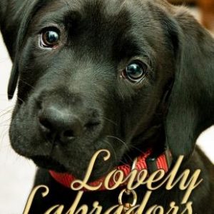 Lovely Labradors