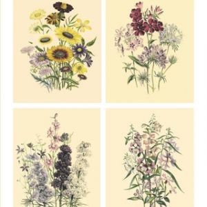 Vintage Botanical Prints Set 1 Home Wall Decor: Botanical Illustrations, Set of 6 Unframed Portrait 8x10 Posters, Housewarming Gift Idea, Wall Art Pri
